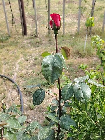 Məhsul: Qırmızı gül kolu (çalı forması) Təsvir: - Canlı, parlaq