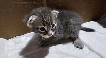 Кошки: Самец, Самка, В добрые руки — 5