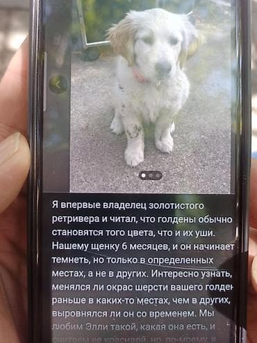 golden retriver: Retriever — 3
