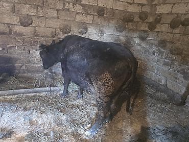 Super kök inekler — 5