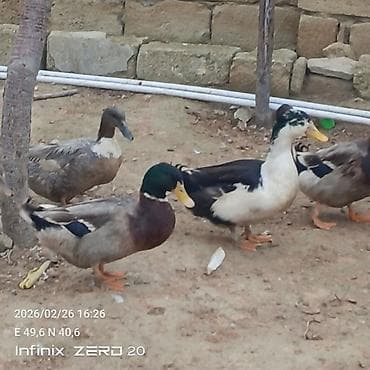 Gəmiricilər: Salam macar ördəklər bir erkəy iki dişi duşilər çox güman ki — 7