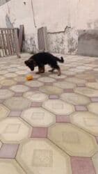 французский бульдог баку: Alman çoban iti, 3 ay, Erkek, Peyvəndli, Ünvandan götürmə — 3