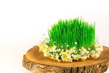 göbələk toxumu satışı: Şitil ücun qablarr qarpiz toxumlari uçun vathcapa yazn rayonlara — 8