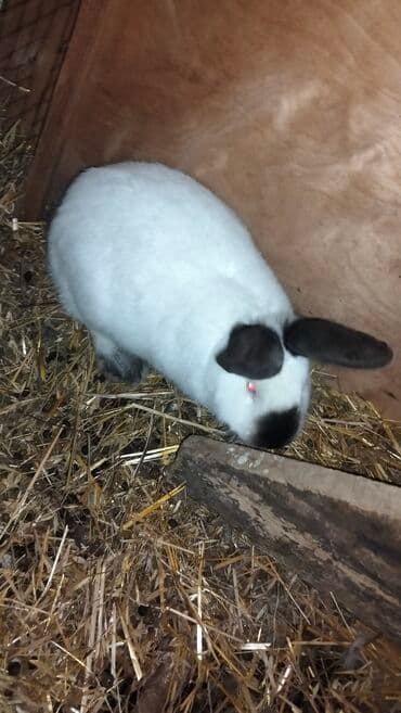 Kaliforniya dovşanlar Bir erkek Bir dişi tam saqlam heyvanlardı cüt