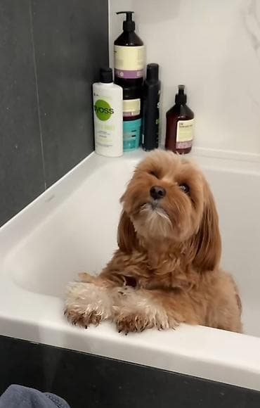 ramanov qoyun satisi: Maltipoo itinləri üçün yumşaq trikotaj başlıq – çiçəkli model — 2