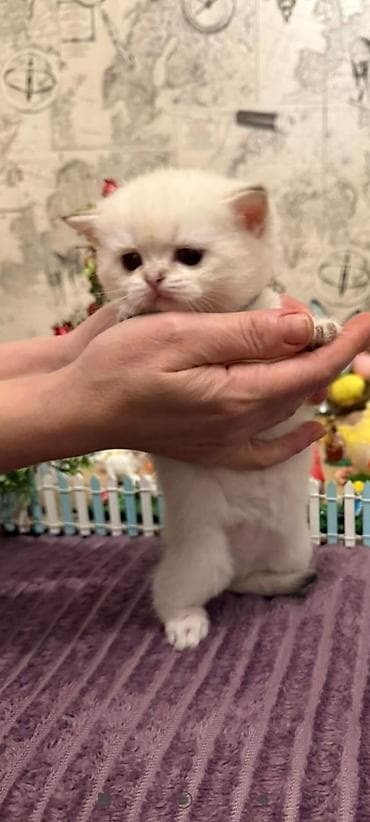 Pişiklər: Britan — 6