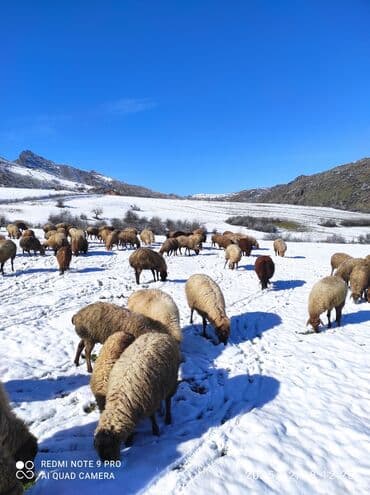 gence toyuq cuce: - Cins: yerli dağlıq şəraitə uyğun rustik/yerli tipli qoyunlar (qonur — 2