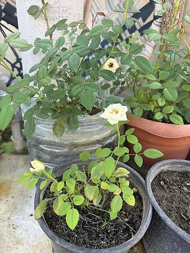 monstera bitkisi: Qabda mini qızılgül kolları - Rənglər: ağ və qırmızı sortlar - — 4
