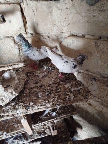 пудель в добрые руки: Şəkillərdə müxtəlif rənglərdə və bəzi fərqli xüsusiyyətlərə malik — 9