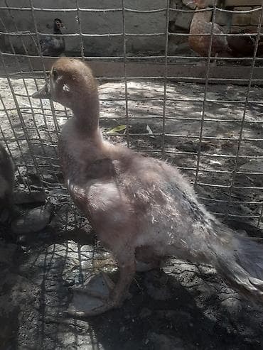 ov tiri satilir: 8 dene ordek bir aylig 7manat. 055 880 85 29. barter yoxdur — 8