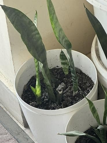 Bitki satışı – Sansevieria (Qaynanadili), sukkulentlər və kaktuslar — 2