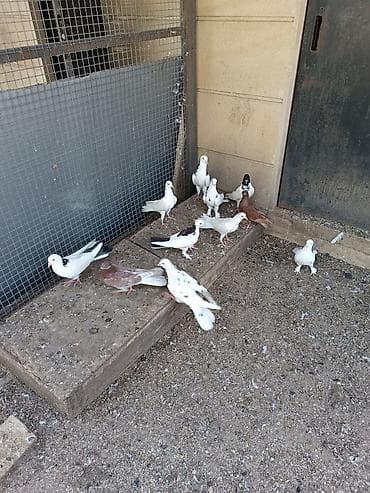 Quşlar: Biri 10-50₼ arası satılır. Kürdə satılır — 4