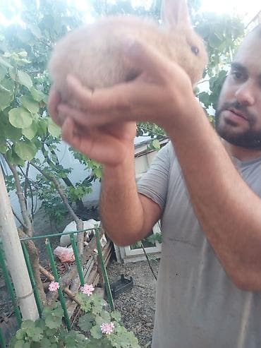 dekarativ heyvanlar: Qızılı rəngli dovşan - Yumşaq, qalın tük örtüyü, qızılı-bej çalara — 1
