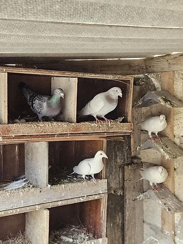 cau cau qiymeti: Drakonar hopdum satilir 20 manatdan. 9 ededi ünvan ramani gülçülük — 7