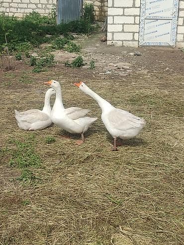 mərmər balığı haqqında: Erkək, | Linda, Ətlik, Ünvandan götürmə — 2