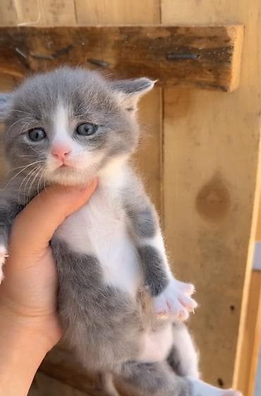 Boz-ağ rəngli balaca pişik balası - Rəng: tükləri boz və ağ lalafo.az -da Boz-ağ rəngli balaca pişik balası - Rəng: tükləri boz və ağ