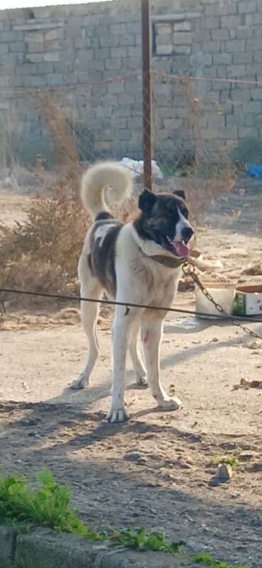 çardaq quşun yuvası: Qurdbasar, 1 il, Erkek, Peyvəndli, Ödənişli çatdırılma — 3