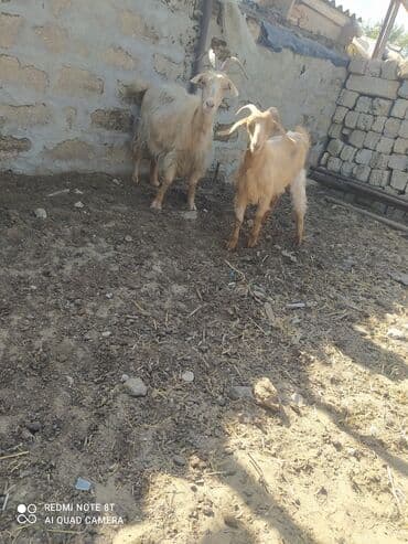 Dişi, Hələb, il: 5, 12 kq, Damazlıq