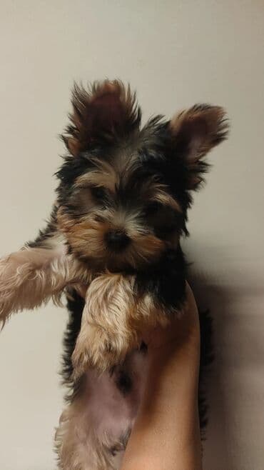 gence itler: Yorkşir teryer — 1