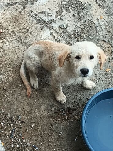 ретривер бишкек: Ретривер — 7