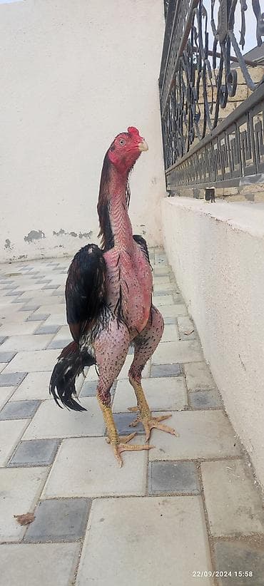 zeytun yağı qiyməti: Heyratı yumurtalari satılır maraglanmaq isdiyen mesaj bölmesine yazsın — 2