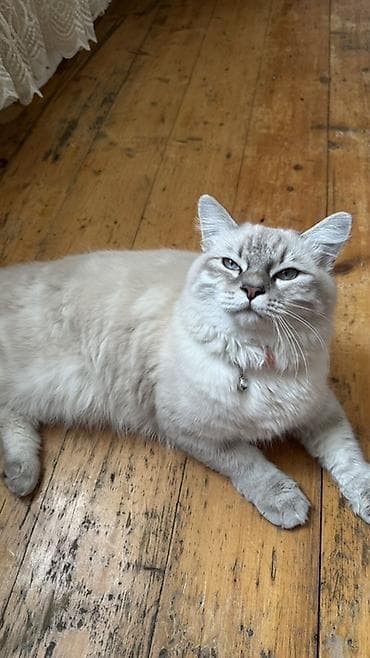 pişiylər: Şotland uzun tüklü, Erkək — 3