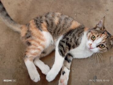 купить домик для кота: Самец, В добрые руки, Доставка в районы — 1