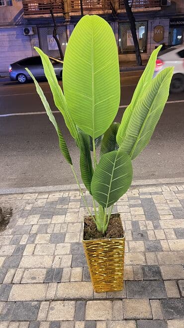 bitki toxumlari: Depodan bir basa satis 70azn baslayan dekarativ suni agaclar topdan — 1