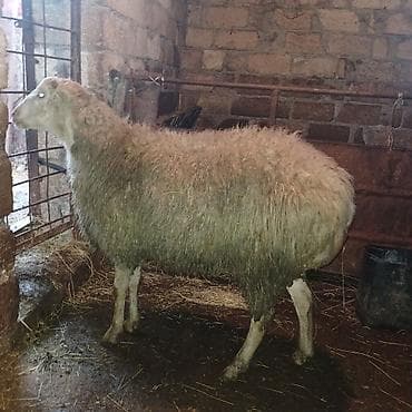 tap.az heyvanlar quba: Qoc 1 yaş yarımlıg, quzu 7 aylıg isdiyen burda yazsın — 1