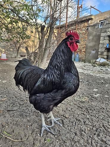 sumatra xoruz: Xoruz, il: 1 — 1