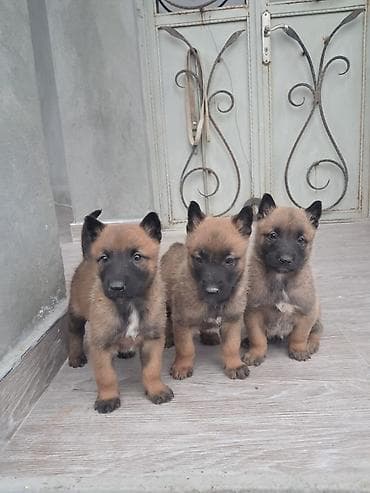 cane corso qiyməti: Belçika çoban iti, 1 ay, Erkek, Peyvəndli, Ünvandan götürmə, Pulsuz çatdırılma — 4