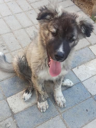 erkek it adlari azeri: Qafqaz çoban iti, 2 ay, Erkek, Ünvandan götürmə, Ödənişli çatdırılma — 9