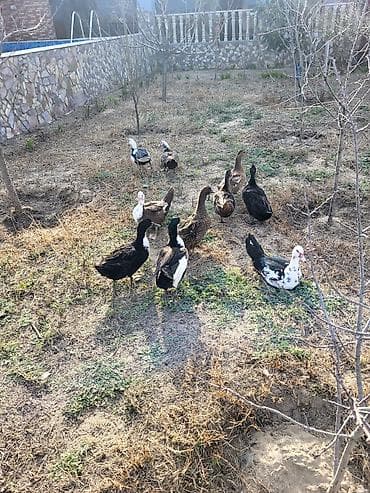 mal satisi: Dişi, Damazlıq — 1