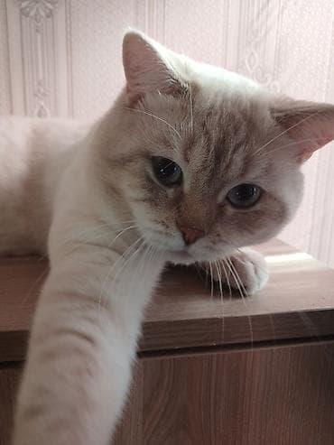 siyam pisiyi: Tabbi — 10