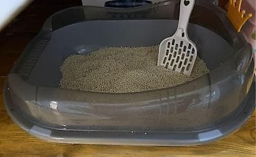 pişik sekilleri: Qızıl şinşilla, Dişi, Yaxşı əllərə, Ünvandan götürmə — 9