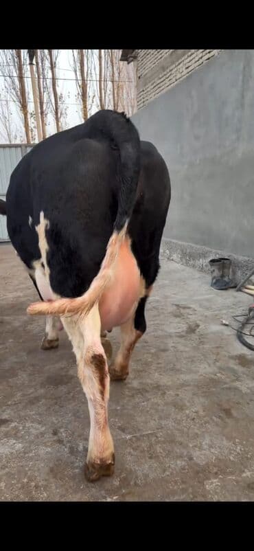 Heyvanlar üçün mallar: Südlük inək və buzov dəsti - Cins: Holşteyn tipli, xallı (qara‑ağ) — 9