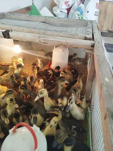 ari yesiyi satilir: Dişi, Damazlıq, Ünvandan götürmə, Pulsuz çatdırılma, Ödənişli çatdırılma — 4