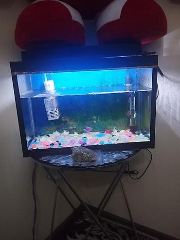 akva ayaqabılar: Akvaryum komplekti - Şüşə akvarium, üst qapaqlı və daxili — 4