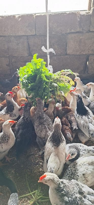 Cücələr: Toyuq cücələri, Damazlıq — 3