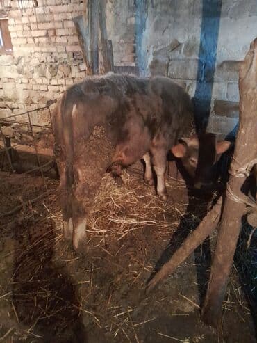 Digər kənd təsərrüfatı heyvanları: Real alici narahat elesin — 2