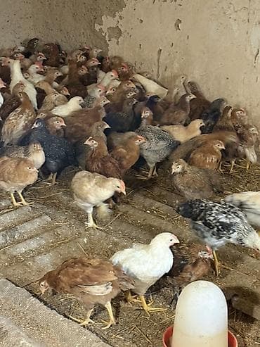 Kənd təsərrüfatı quşları: Yerli qarışıq cins toyuqlar – ət və yumurta istiqaməti - Şəkillərdə — 6