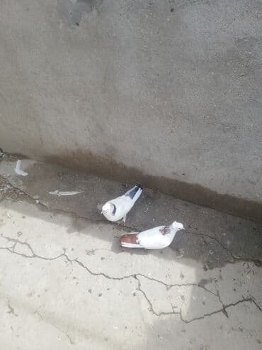 jako tutuquşusunun digər adı: Ağ rəng üstünlüklü iki gözəl ev göyərçini cütü. - Rənglər: biri — 1