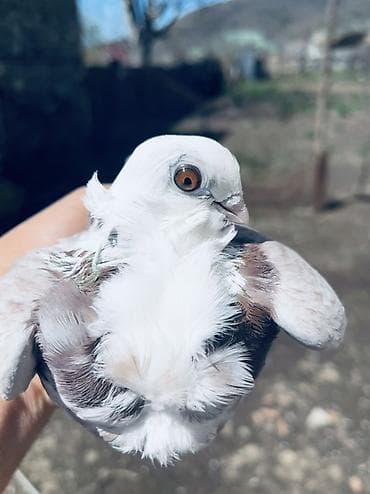 Növ: Bəzək göyərçini (xüsusi lələklənməli, “bukletli”/“qıvrım sinəli”