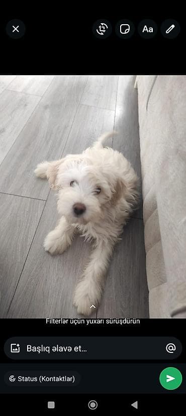 8 ay, Erkek, Ünvandan götürmə