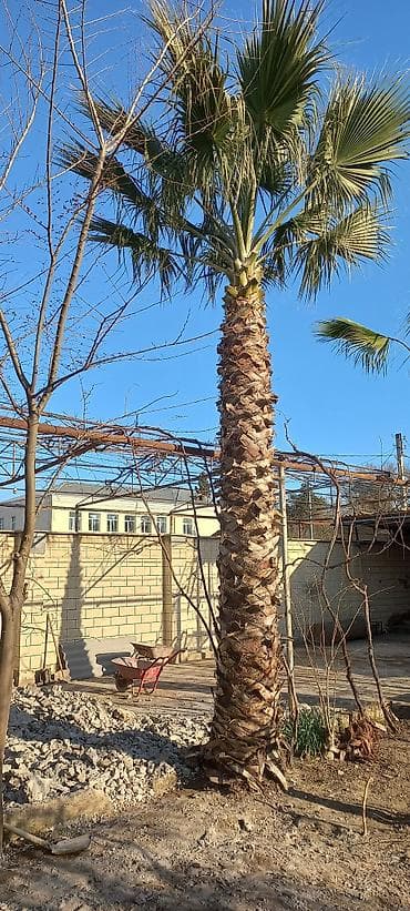 Satılır: Dekorativ palma ağacı (Washingtonia tipli fan-palma) -