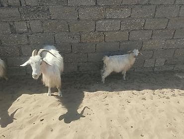hələb keci: 4 baş heyvandır. Ana-bala satılır, ana keçiler laktasiya dövrünün — 2