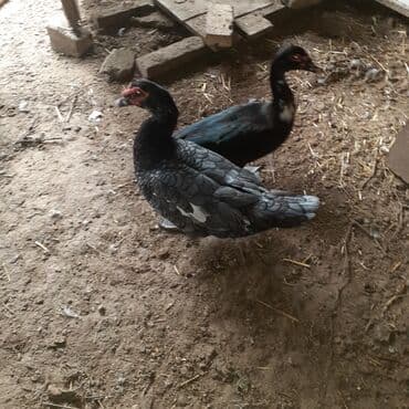 kayuqa ordək: Lal ördəklər macar sortu zümrüdü mirvari göy rəng balalarda satılır — 12