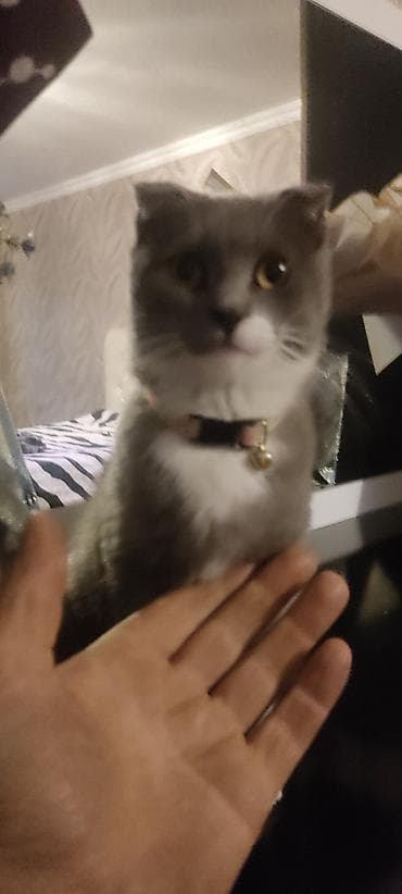 K/t heyvanları və malları: Şotland yastı qulaq — 6