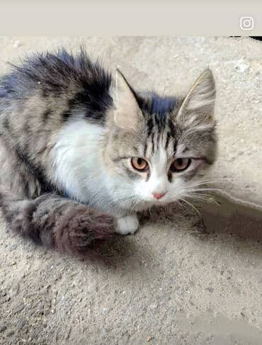 pişiy pulsuz: Erkək, Yaxşı əllərə, Pulsuz çatdırılma — 1