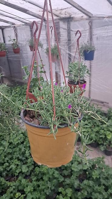 rozmarin bitkisi: Asıl asılan saksıda ətli bitki – Succulent (Delosperma/“Ice plant” — 6